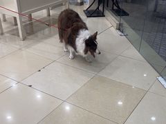 -瑞鹏·疫苗·绝育·宠物医院(广九店)