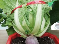 -兰陵国家农业公园