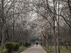-洛阳市隋唐城遗址植物园