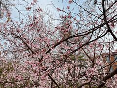 -桃花堤公园