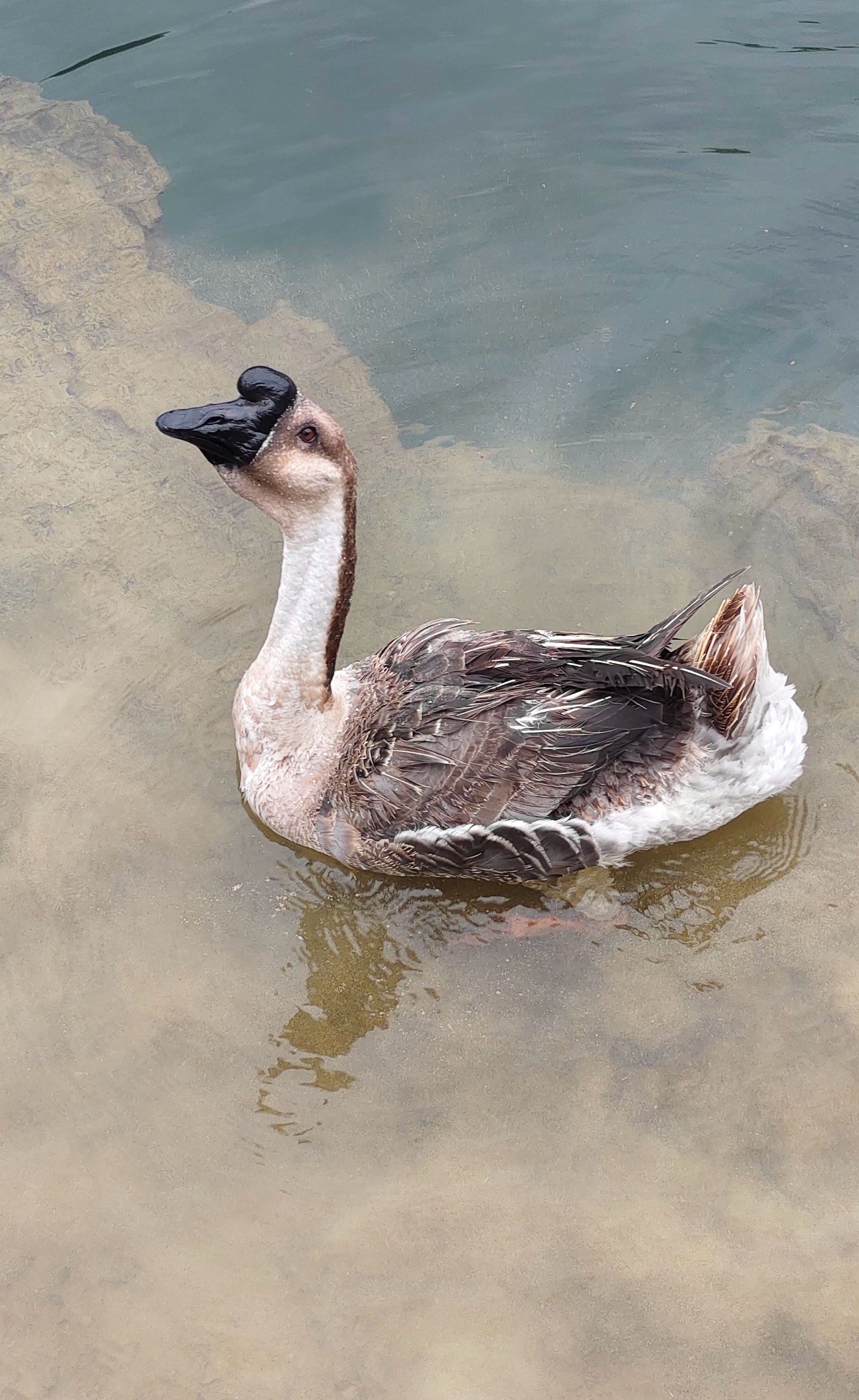 广西自驾|靖西鹅泉 天鹅水中漫游