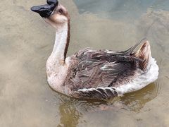 -靖西鹅泉风景区