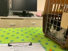 -凯特喵百思猫专科医院
