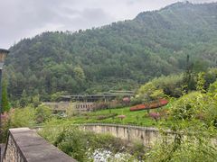 -都江堰中华大熊猫苑