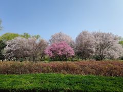 -洛阳市隋唐城遗址植物园