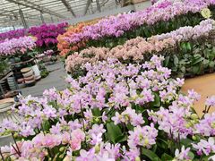 -金科花卉市场