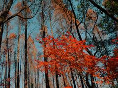 -上海共青森林公园