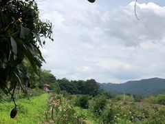 -雁南飞茶田景区