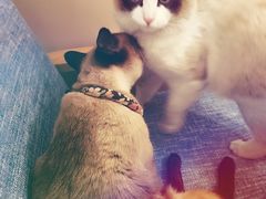 -有猫儿腻咖啡厅.猫咖