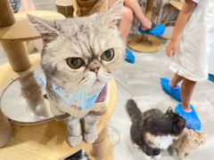 -楼上猫咖(罗湖店)