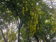 -塘沽森林公园