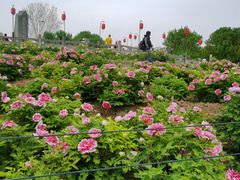 -洛阳市隋唐城遗址植物园