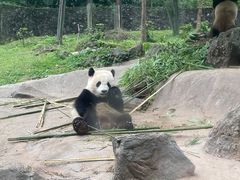 -都江堰中华大熊猫苑