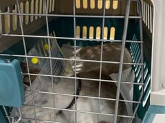 -中农大我爱我爱动物医院·核磁CT·猫病·24小时夜诊中心(石佛营店)