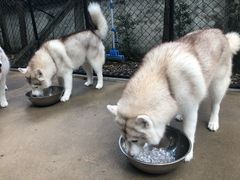 -TrueLove @ Neverland (Husky Cafe)