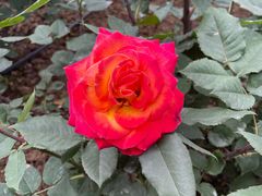 -厝内小眷村(新北万达店)