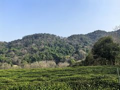-中国茶叶博物馆(双峰馆区)