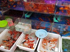-曲阳花鸟市场(曲阳路店)
