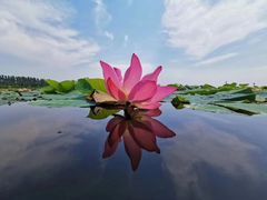-白洋淀景区