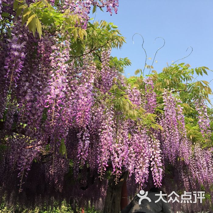 嘉定紫藤園