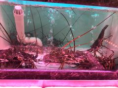 -长平肥姐白粥·海鲜打冷