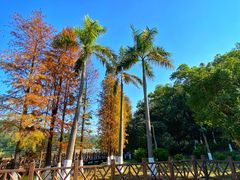 -番禺大夫山森林公园