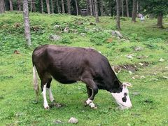 -硗碛藏寨·神木垒景区