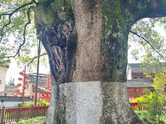 -新安江山水画廊风景区
