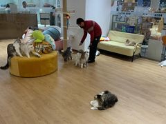-1013 PET SHOP精品宠物商店(丁香店)