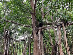 -中国科学院西双版纳热带植物园