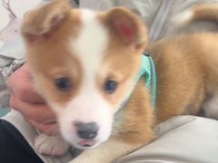 -博特宠物医院24h犬猫全科.骨科·异宠