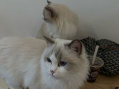 -有喵·猫咖·狗咖·30几只猫10只小狗(岗厦店)