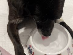 -伟伟宠物医院·CT影像中心·瑞派犬猫综合性门诊(汉口总院)