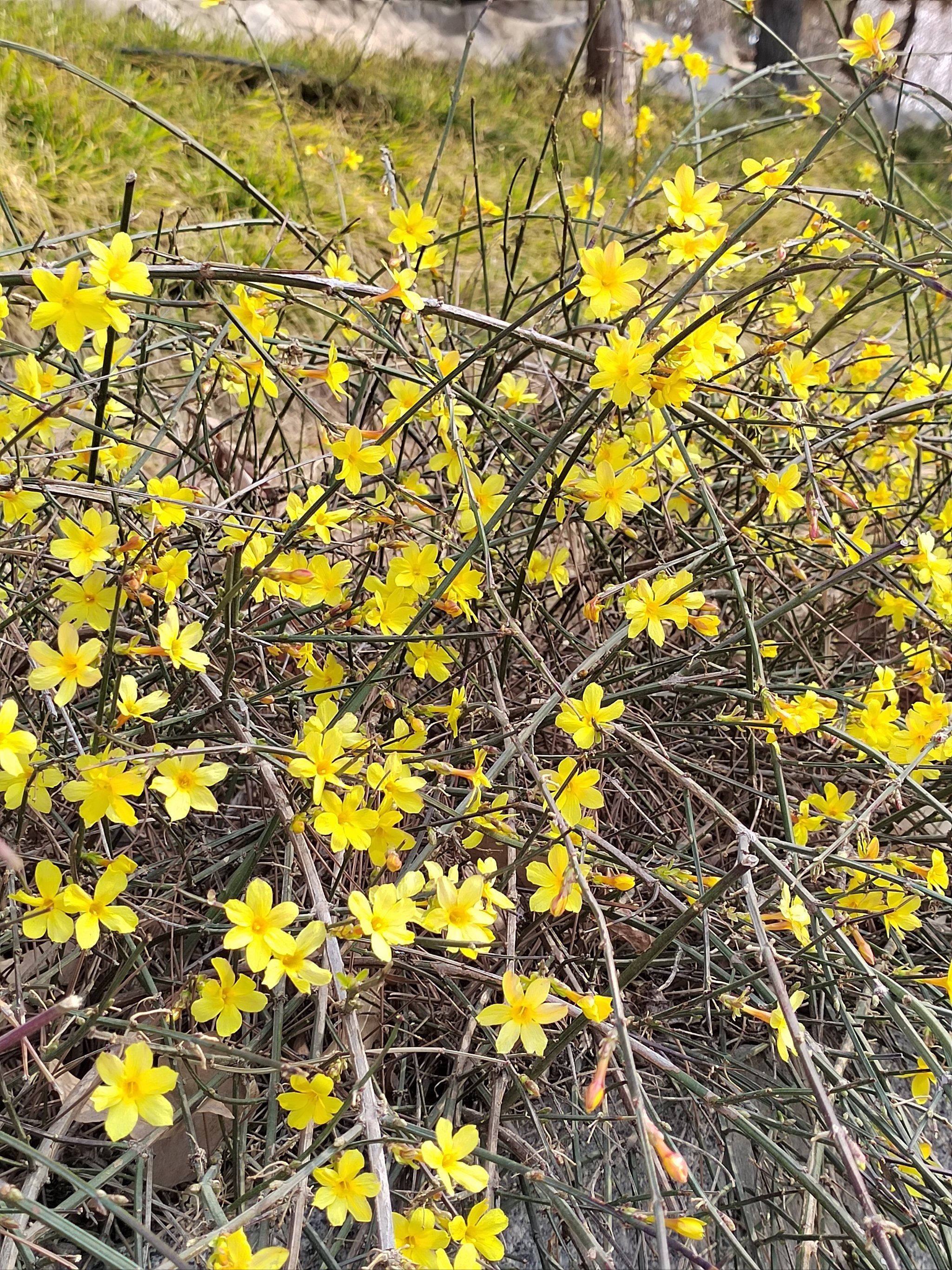 迎春花盛开春天来了!迎春花金黄色的小花朵有股淡淡的清香味