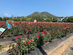 -亚龙湾国际玫瑰谷