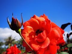 -亚龙湾国际玫瑰谷