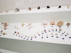 -青岛贝壳博物馆