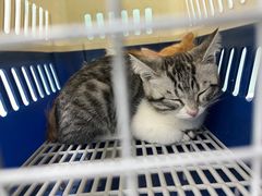 -达爱动物医院·犬猫分区·CT·复杂眼科(远洋山水分院)