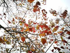 -白塘生态植物园