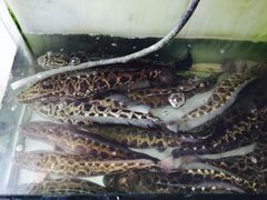 -罗记香霸头乌鱼庄(丹棱店)