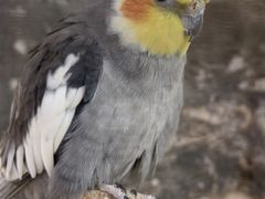 -东四民芳餐厅(世茂工三店)