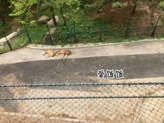 -大连森林动物园