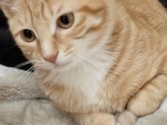 -伟伟宠物医院·瑞派猫友好医院·猫科(光谷店)