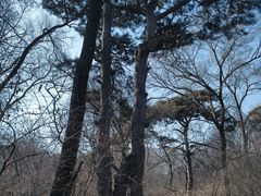 -北陵公园