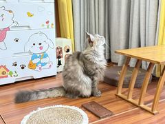 -楼上猫咖(罗湖店)