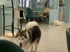 -安格丽娜·狗咖·猫咖羊驼咖(春熙路百盛商场店)