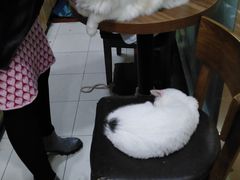 -十年猫舍·猫咪专门店(普陀店)