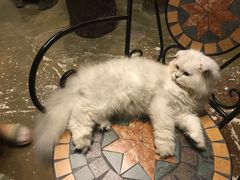 -猫猫幼稚园·撸猫·桌游·电玩