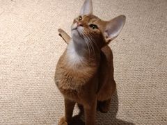 -more than meow吴止猫主题餐厅(承德 中船汇店)