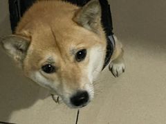 -美联众合动物医院·24h京西诊疗中心